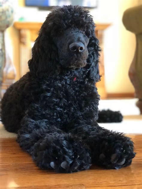  The fur of true black Poodles does eventually start to turn gray, but this happens gradually when they transition from an adult to a senior dog